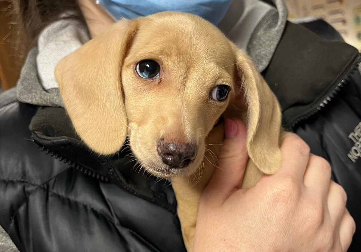 Close-up portrait of a light-colored puppy