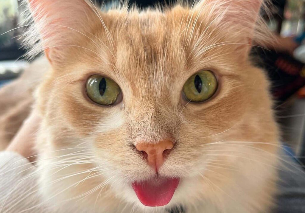 Close-up portrait of an orange cat