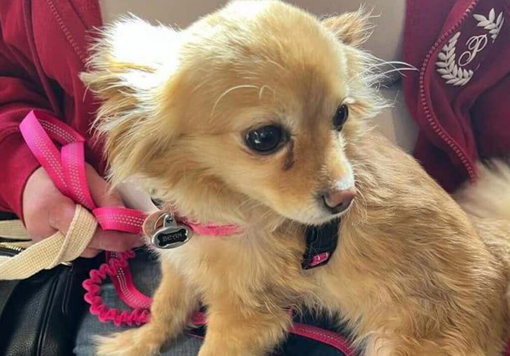 Portrait of a small tan dog