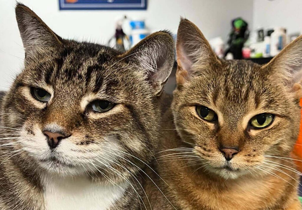 Portrait of two cats looking toward the camera