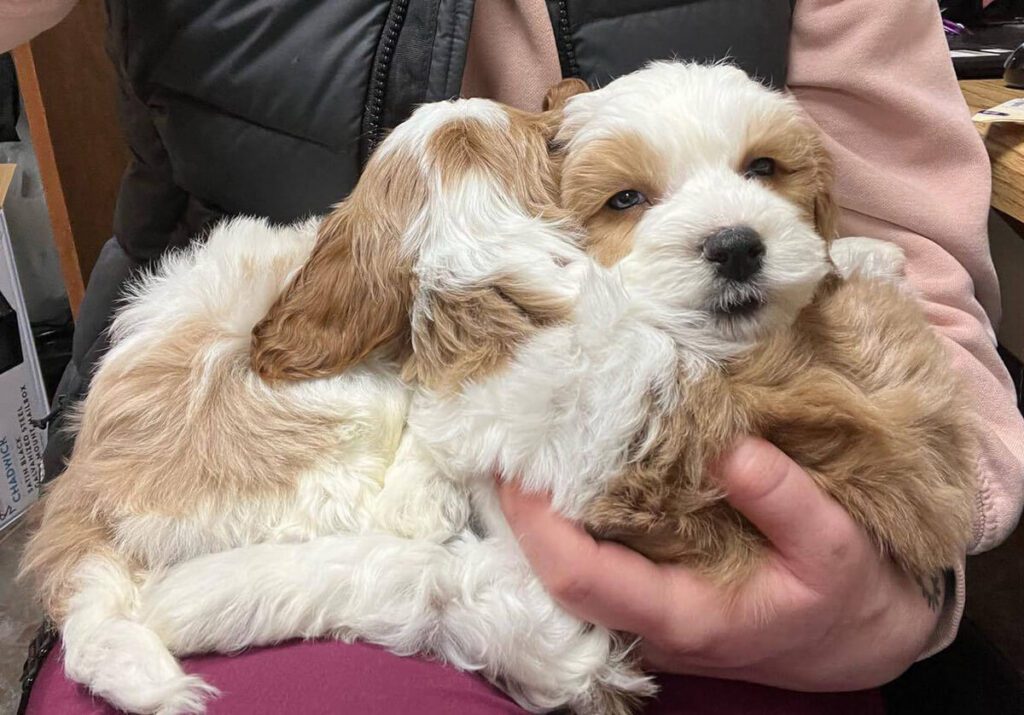 Two light-colored puppies resting together