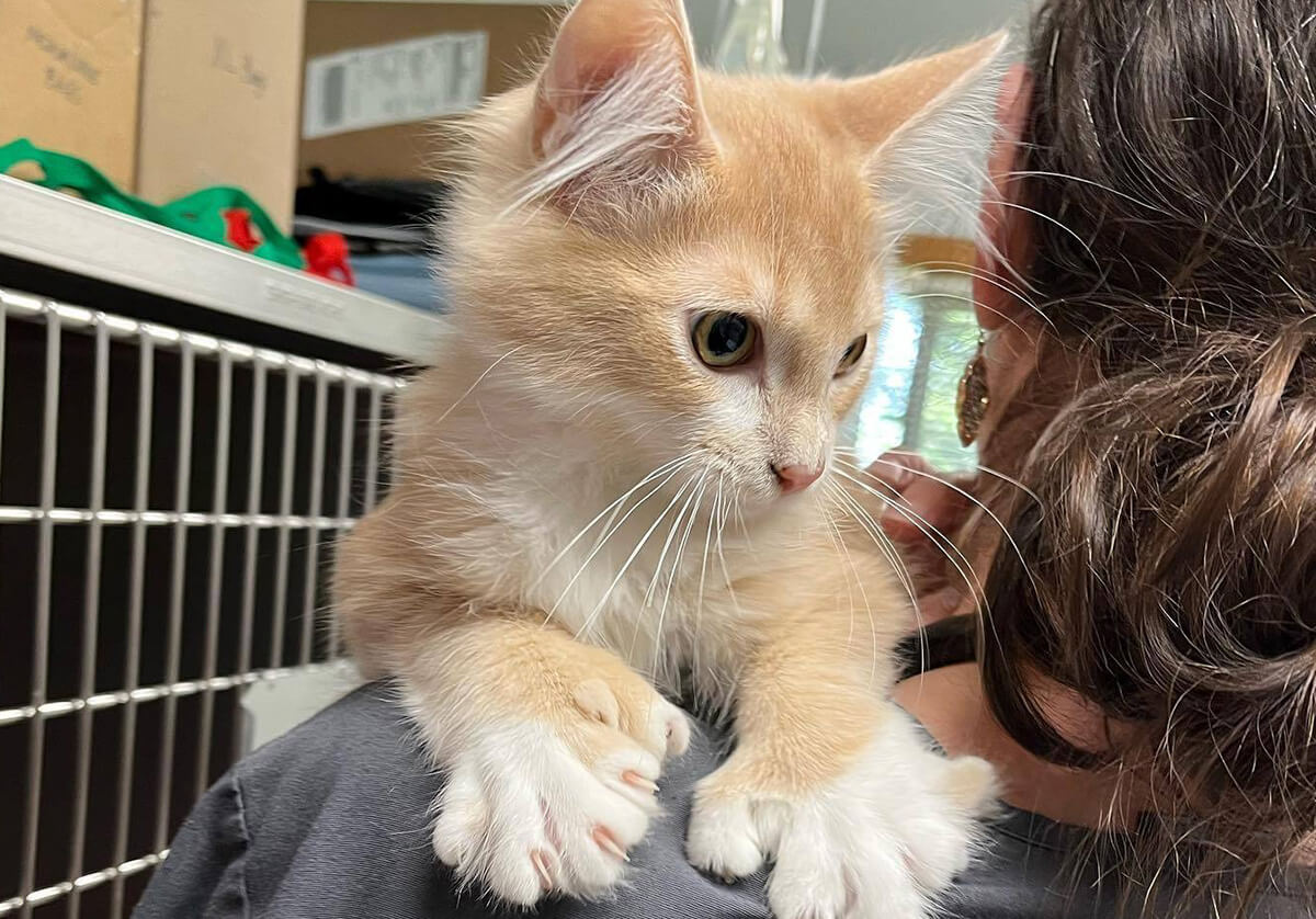 Veterinarian holding an orange kitten during a wellness visit