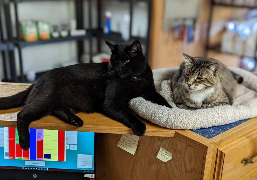 Black and brown cats relaxing on the front reception desk at Mountain Veterinary Hospital in Bellingham, WA