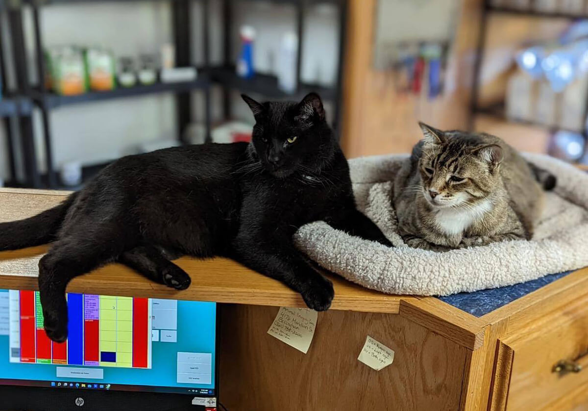 Black and brown cats relaxing on the front reception desk at Mountain Veterinary Hospital in Bellingham, WA