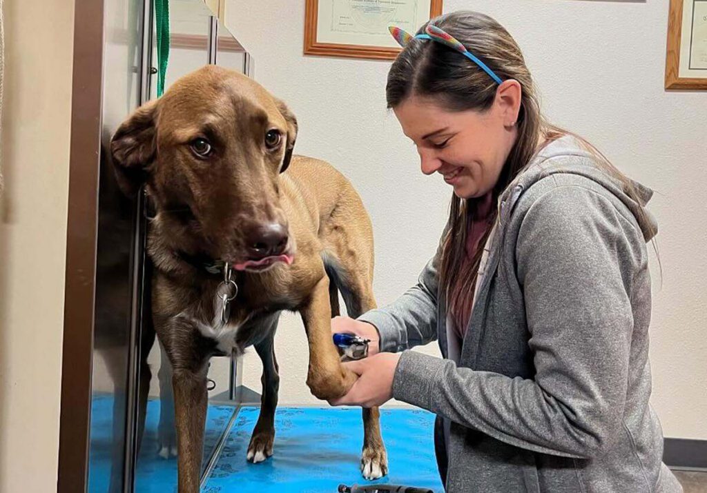 Veterinarian examining a brown dog during a wellness appointment