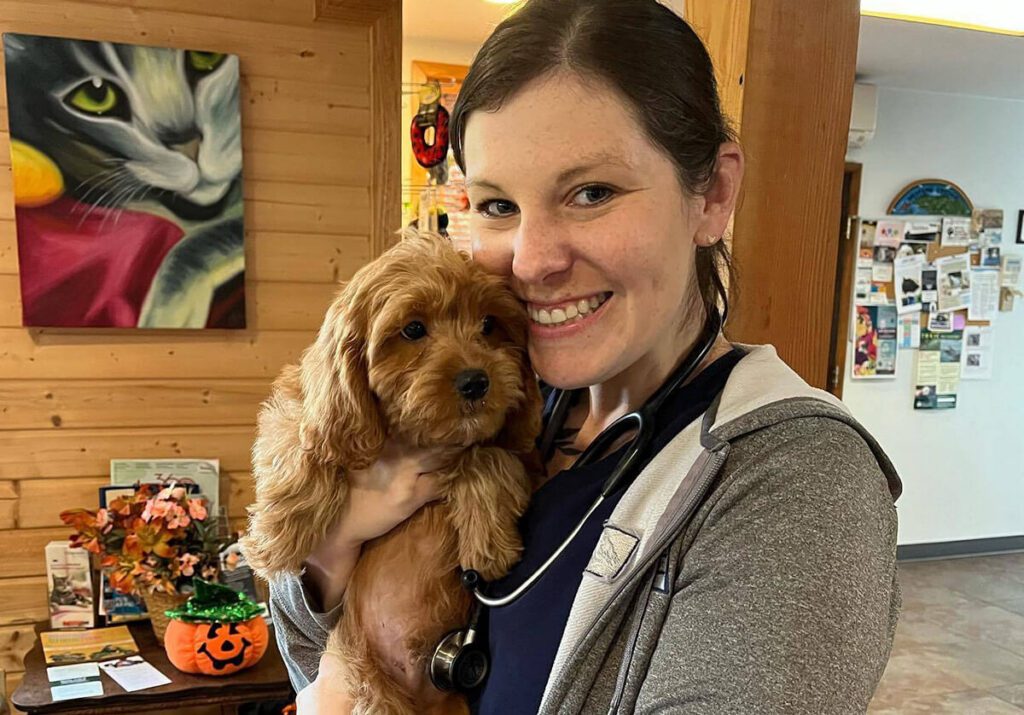 Veterinarian caring for a brown dog during an examination at Mountain Veterinary Hospital