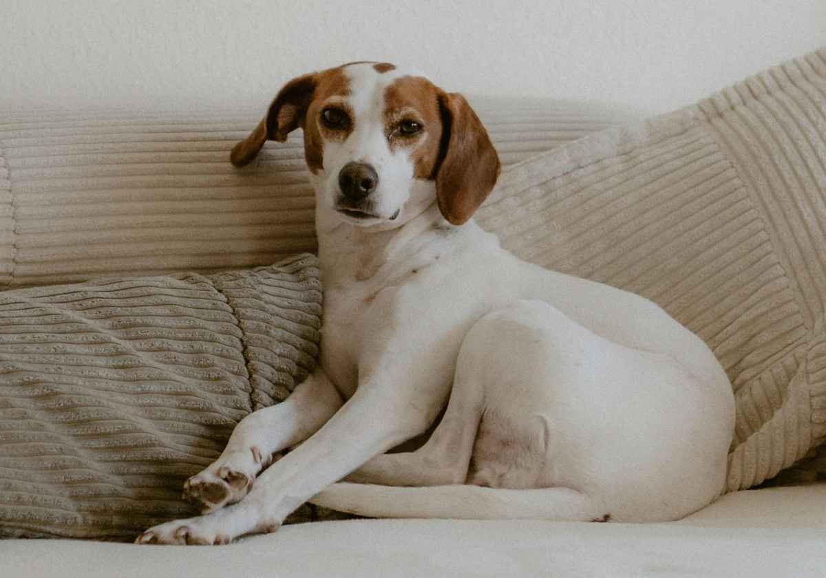 Brown and white dog couch