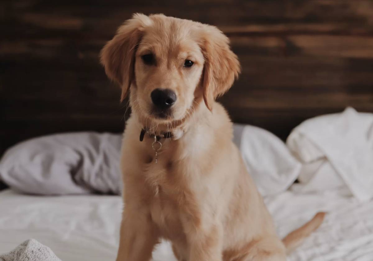 Golden retriever puppy on bed.