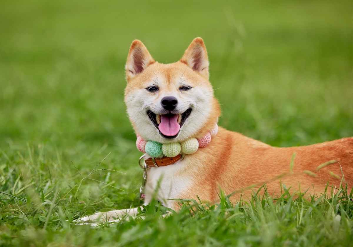 Happy Shiba Inu in grass.