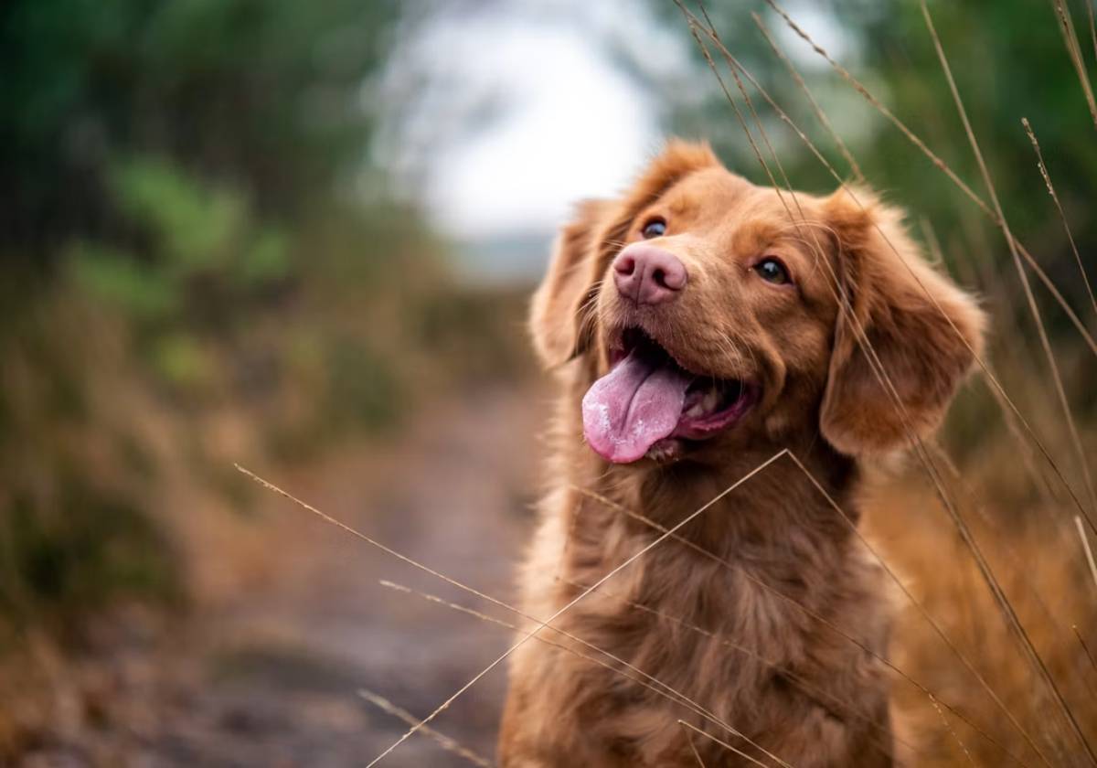 Happy brown dog panting outdoors.