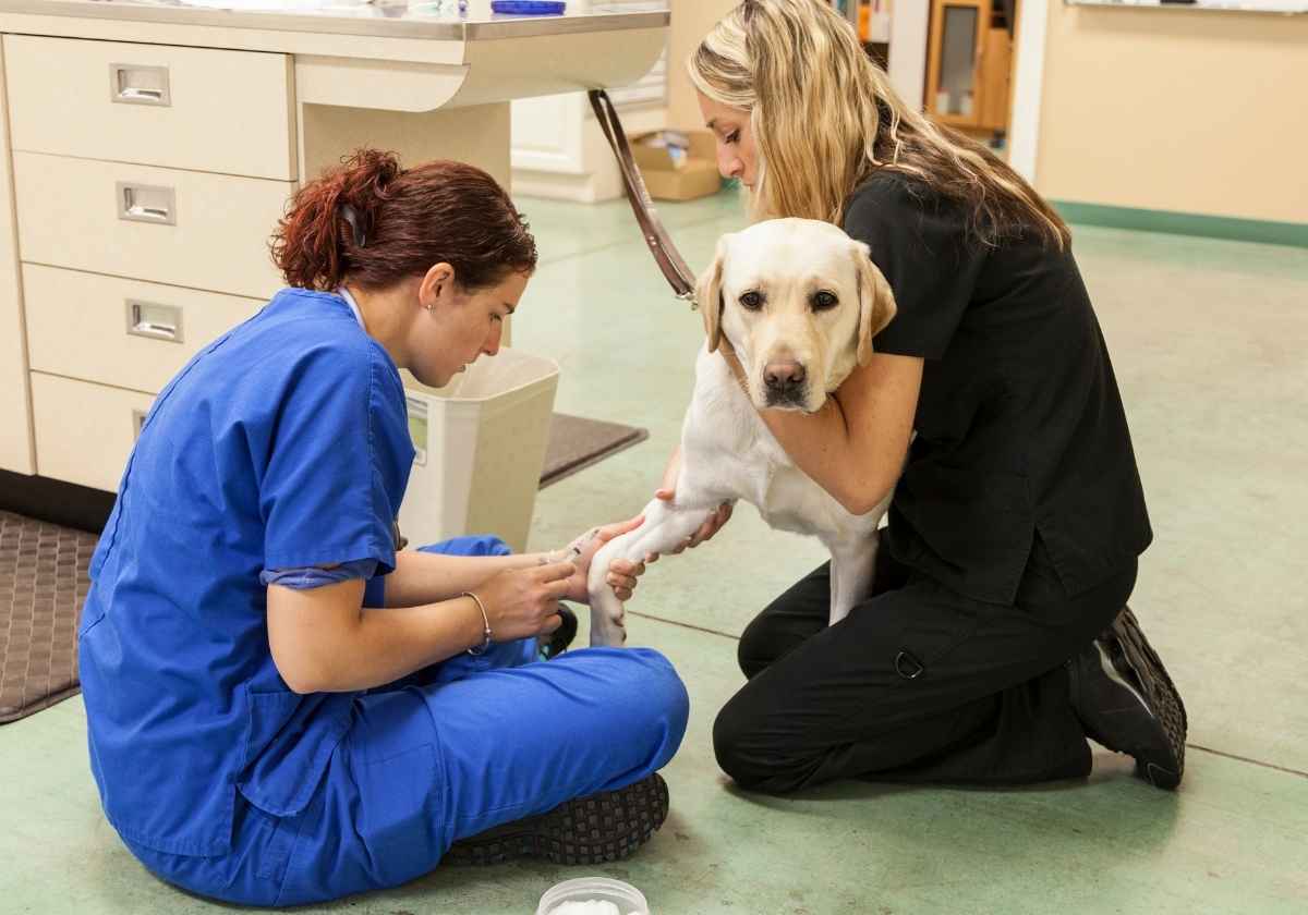 Veterinarians caring for patients