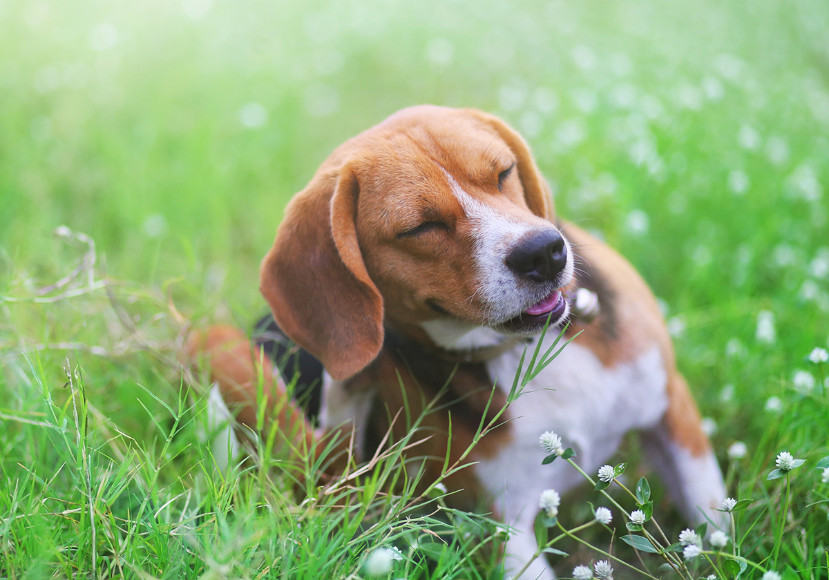 Beagle sitting in grassy field itching its ear