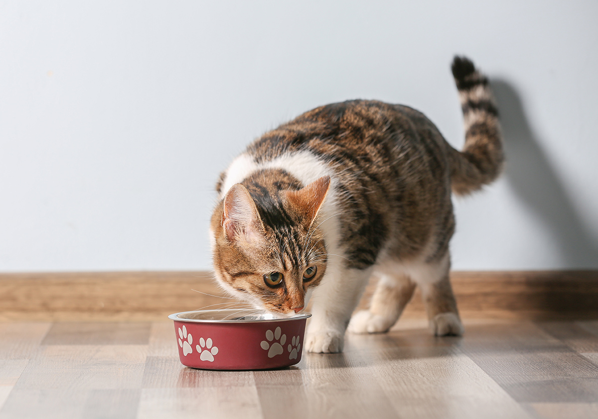 Brown tabby and white cat eating from a red paw-print food bowl on a wood floor