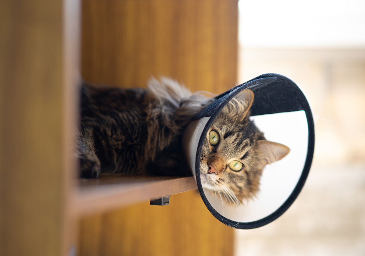 Relaxed tabby cat wearing a recovery cone after surgery, representing pet soft tissue surgery at Mountain Veterinary Hospital in Bellingham, WA