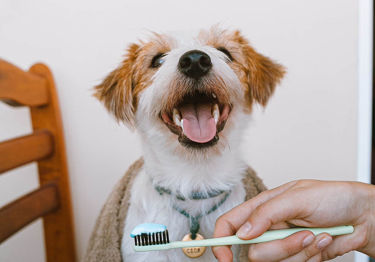 Happy Jack Russell Terrier sitting at home while its owner holds up a toothbrush with toothpaste