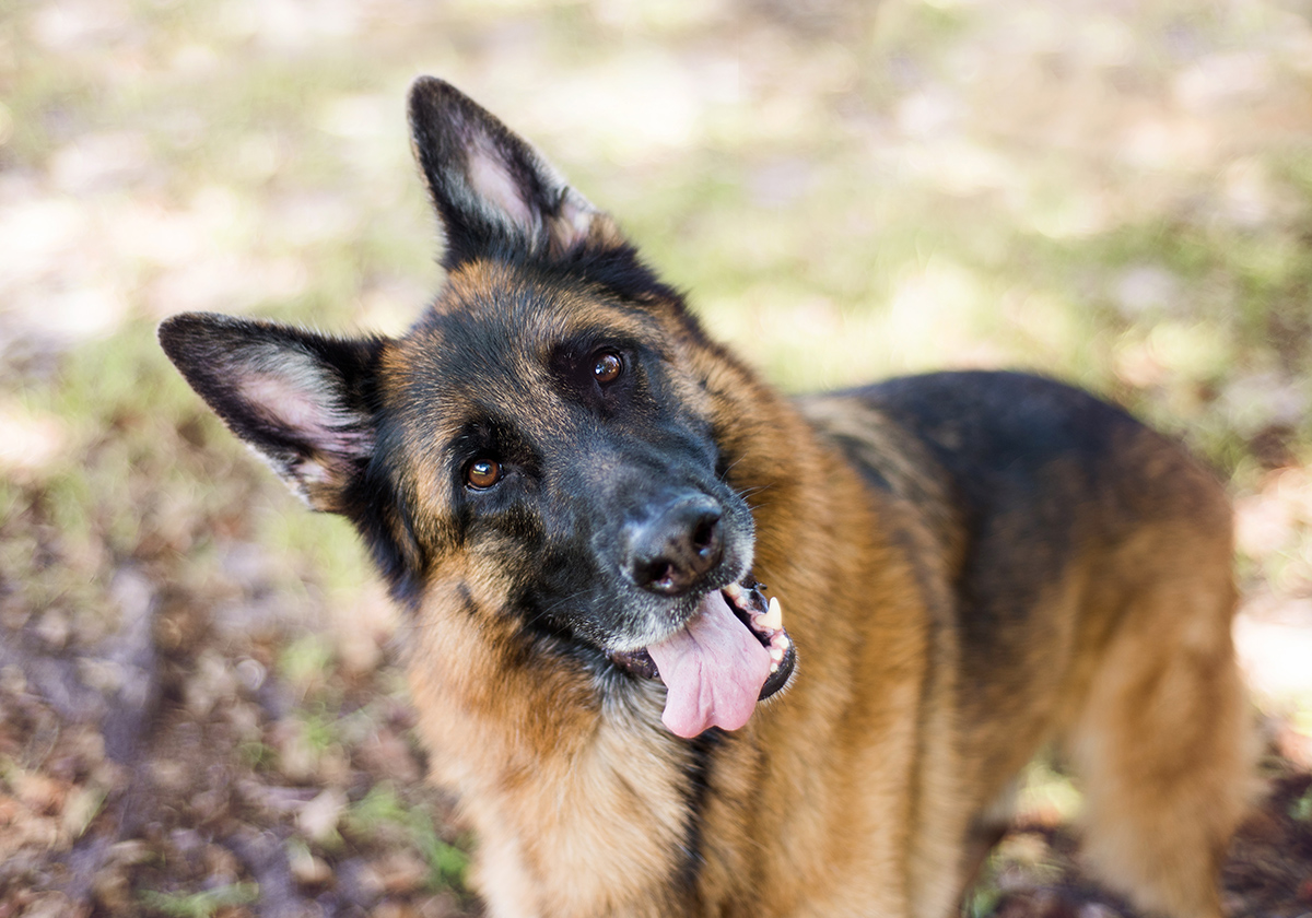 German Shepherd tilting its head and looking up curiously while standing outdoors