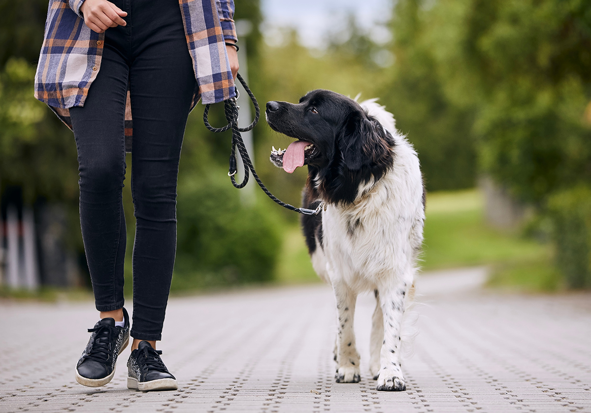 Large black and white dog walking on a leash beside its owner on a paved path, looking up at them