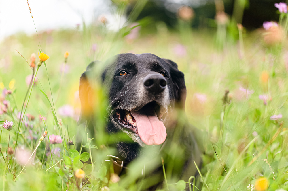 senior dog resting in a meadow of wildflowers