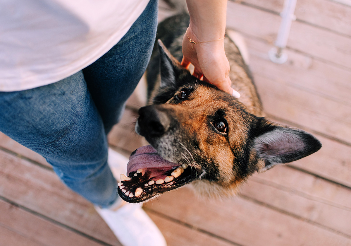 Senior German Shepherd with a graying muzzle looking up happily at its owner