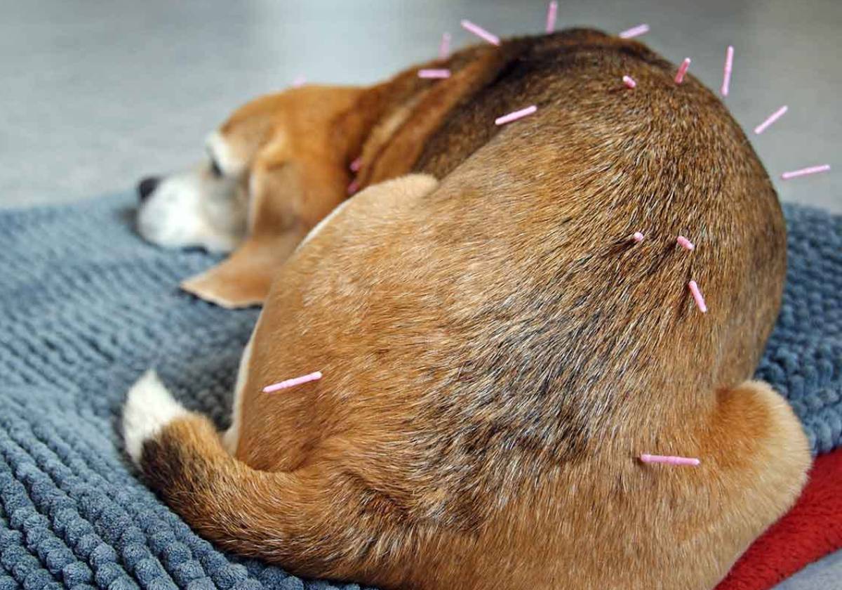 Dog getting acupuncture treatment.
