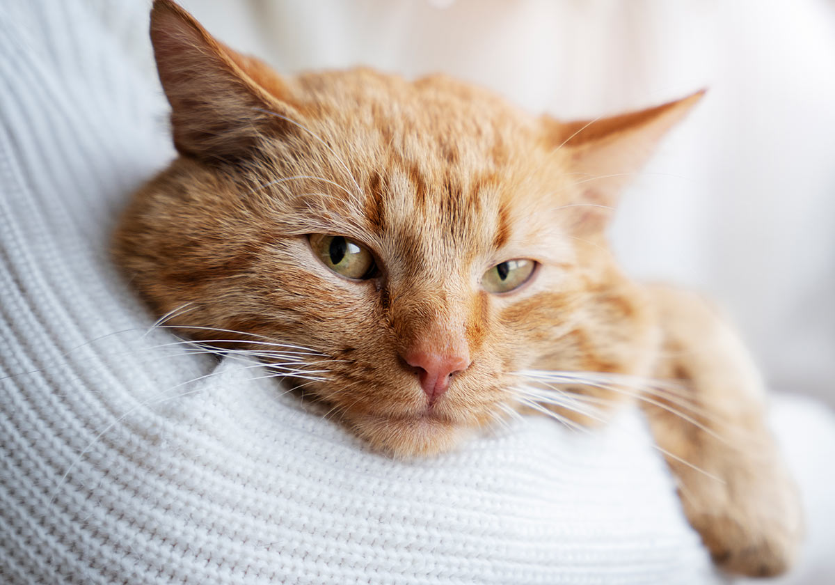 Close-up of an orange tabby cat resting comfortably in a person's arms