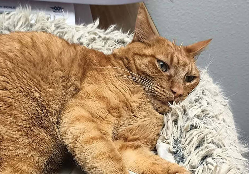 Orange tabby cat relaxing on a soft, fluffy blanket