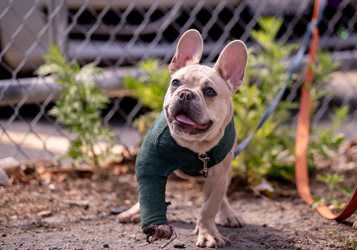 Fawn French Bulldog wearing a green bandage on its front leg after orthopedic surgery, standing outside on a leash