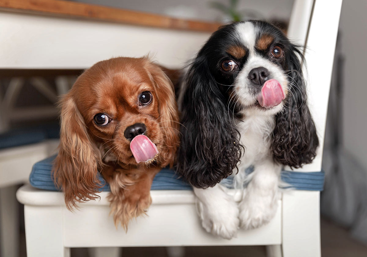 Two Cavalier King Charles Spaniels sitting together on a chair and licking their noses